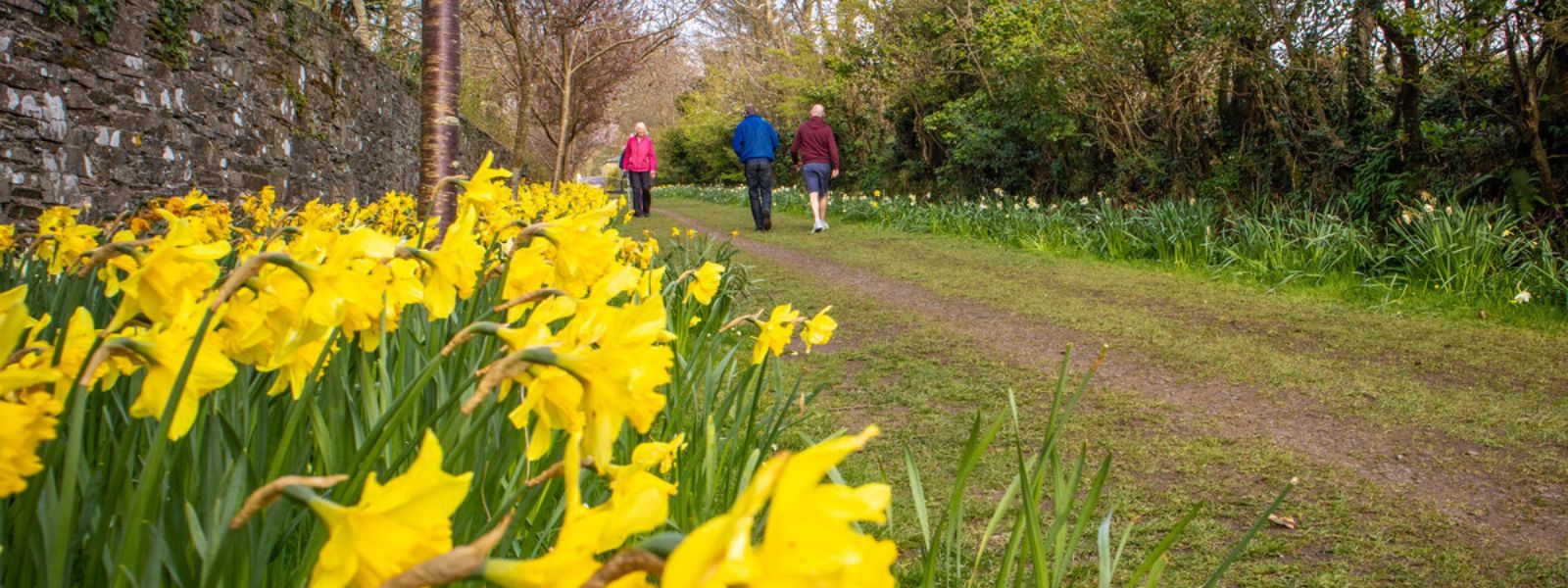 Port Grenaugh Daffodil Walk